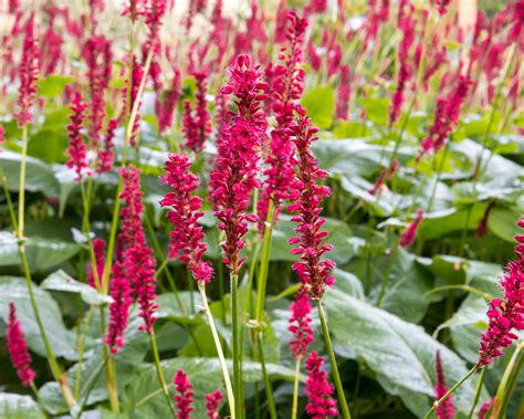 Persicaria varieties: 16 stunning varieties to grow | Gardeningetc