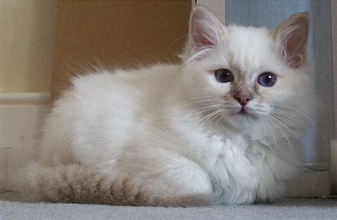 Amazing Dogs Breeds: Birman Cat