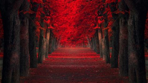 Path Between Autumn Red Leafed Trees 4K HD Nature Wallpapers | HD Wallpapers | ID #40307