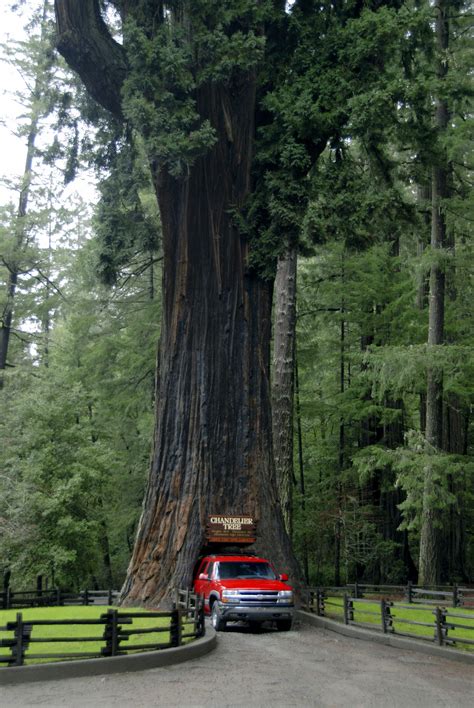 Full view of Chandelier Drive-Thru Tree. | Redwood national and state parks, National parks ...