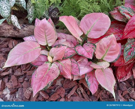 Beautiful Pink Caladium Varieties. Stock Photo - Image of varieties, branch: 267887912