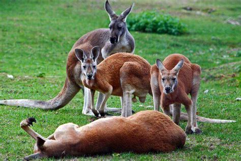 Wallaby Vs. Kangaroo: The Main Differences | Misfit Animals