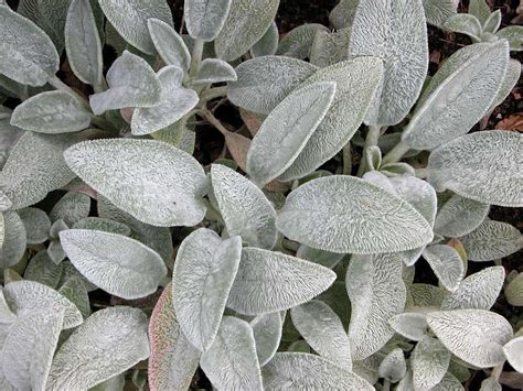 16 Silver-Foliage Plants to Brighten Your Landscape