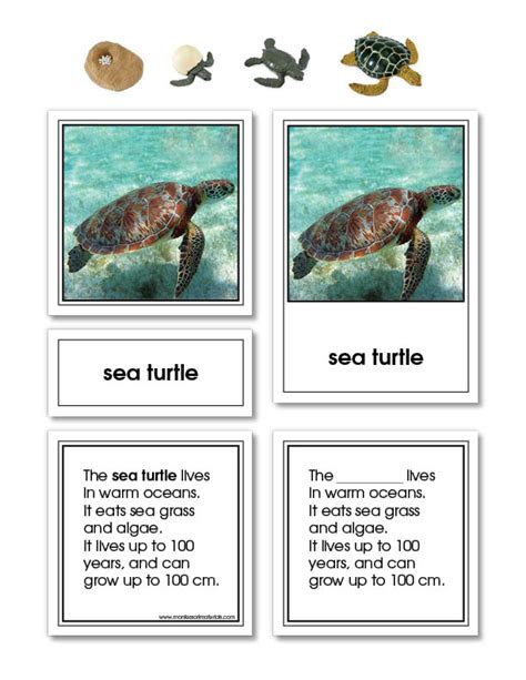 Green Sea Turtle Life Cycle Activity Set | E&O Montessori