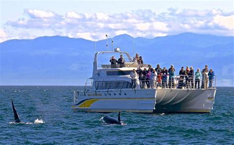 Whale watching downtown Victoria Vancouver Island BC