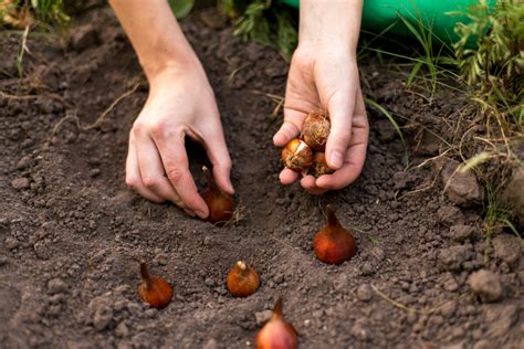 A guide to planting fall bulbs in Northern Utah | News, Sports, Jobs ...