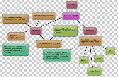 Human Evolution Natural Selection Phenotypic Trait Genetic Variation ...