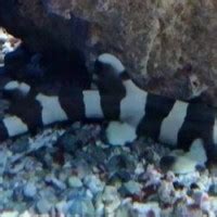 Black Banded Cat Shark - Shark - Chiloscyllium punctatum | Tank Facts