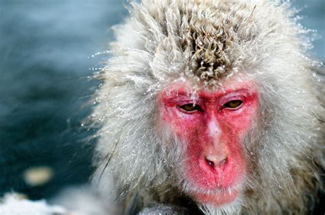 Japanese Macaque wallpapers, Animal, HQ Japanese Macaque pictures | 4K ...