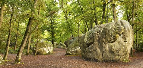 The forest of Fontainebleau is home to rock art treasures | CNRS News