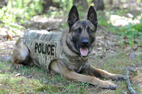 Trussville police dog receives body armor from non-profit group – The Trussville Tribune