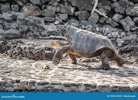 Galapagos Saddleback Tortoise Aka Espanola Tortoises or Latin G ...