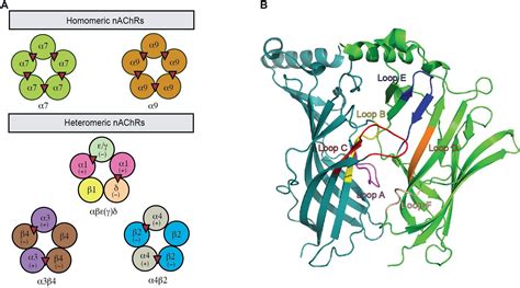 Frontiers | Structure-Function of Neuronal Nicotinic Acetylcholine Receptor Inhibitors Derived ...