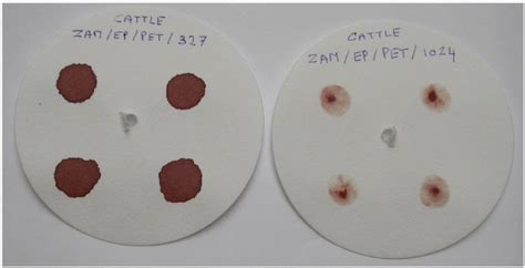 Dried blood spots (left) and buffy coats (right) on labelled filter... | Download Scientific Diagram