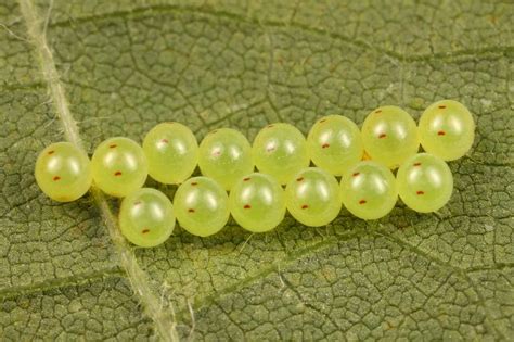 dragonfly eggs | Insect photos, Insect eggs, Stink bugs