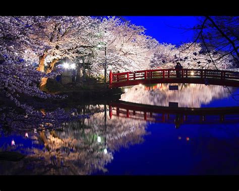 Cherry Blossoms at Night, Japan | Japan stuff | Pinterest