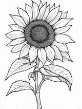 20  Free sunflower coloring Pages 🌻🎨 Coloringpagesforkidsnet sketch template