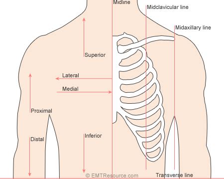 Planes Anatomy - Anatomical Charts & Posters