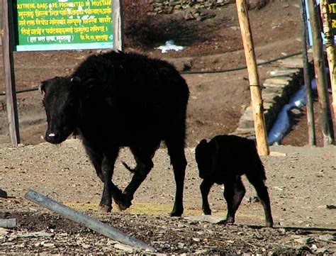 Nepal - Muktinath 03