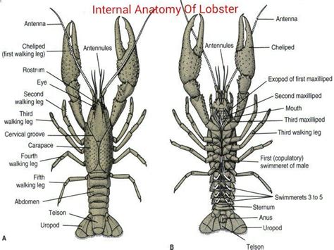 Internal Anatomy Of Crayfish - ANATOMY