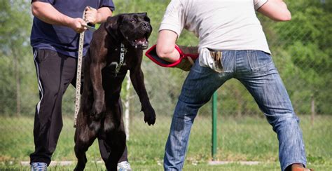 Cane Corso Breed Guide (Lifespan, Size & Characteristics)