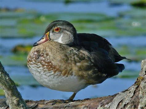 Wood Duck male in eclipse plumage | BirdNote