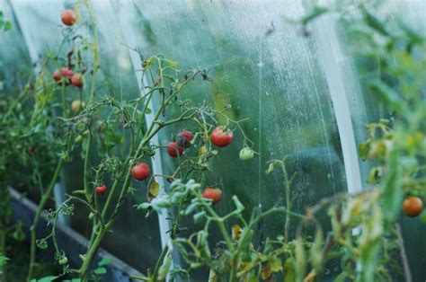 Greenhouse Tomato Plant Care: Tips For Growing Tomatoes In A Greenhouse ...