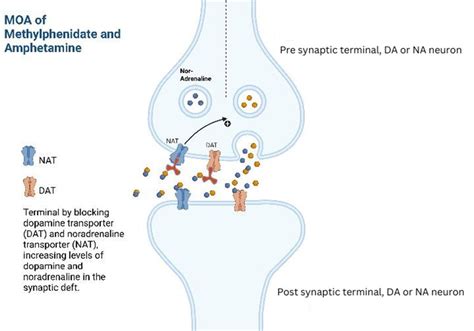 Mechanism of action of methylphenidate. | Download Scientific Diagram