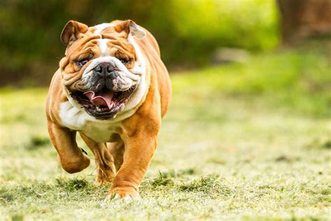 English bulldogs suffer significant health issues from breeding ...