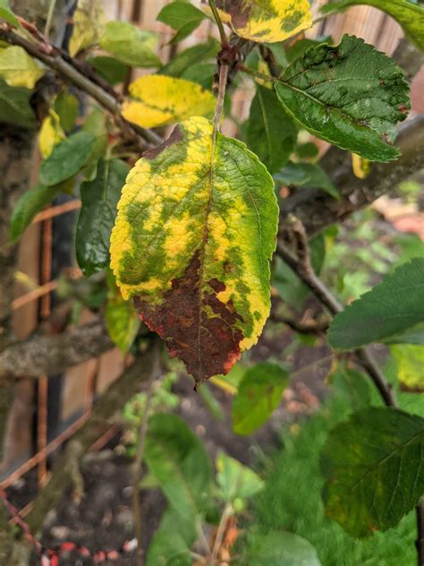 Red Spots On Apple Tree Leaves