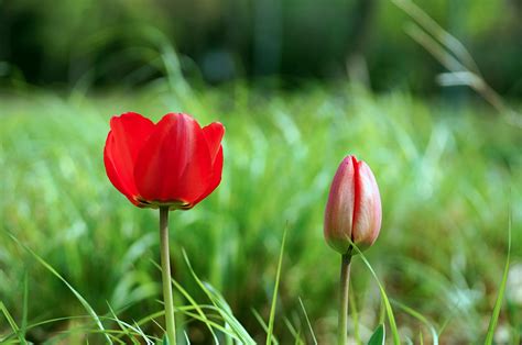 Free Images : spring flower, suwon, korea, petal, natural landscape, grass, groundcover ...