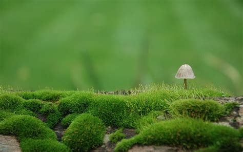 HD wallpaper: Mushroom, Moss, Green, Degradation, green color, plant ...