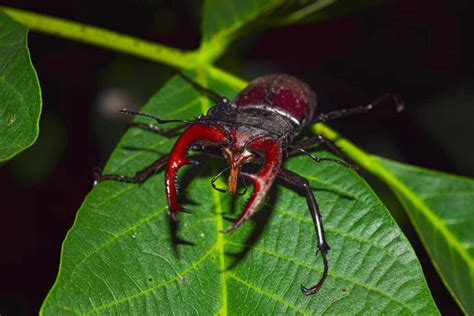 Most Aggressive Insect In The World - Animals Around The Globe