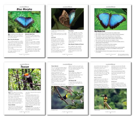 Rainforest Animals Printable Facts Pack from Active Wild