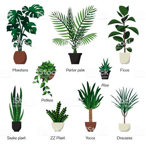 Garden Plants With Names - KGarden Plant