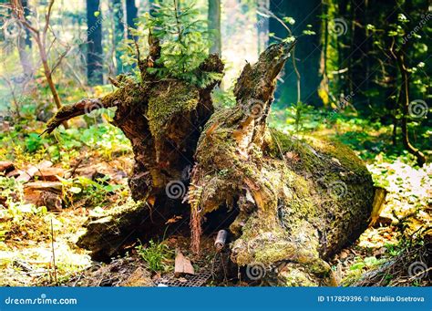 Pile of Garbage after in Nature, Concept of Ecology of Wildlife, Closeup, Stock Photo - Image of ...