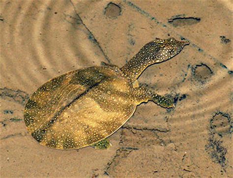 Asiatic Softshell Turtle - Amyda cartilaginea