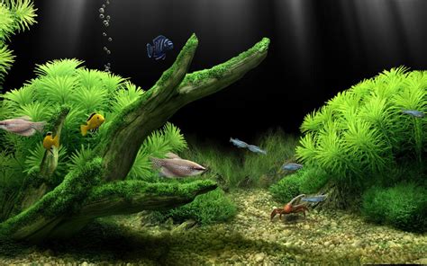 HD Aquarium Wallpapers - bigbeamng