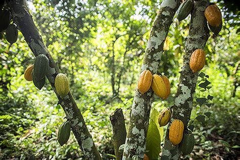 Ghana push to safeguard cocoa forest landscape - Prime News Ghana