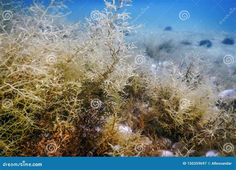 Forest of Seaweed, Seaweed Underwater, Underwater Scene Stock Image - Image of algae, rock ...