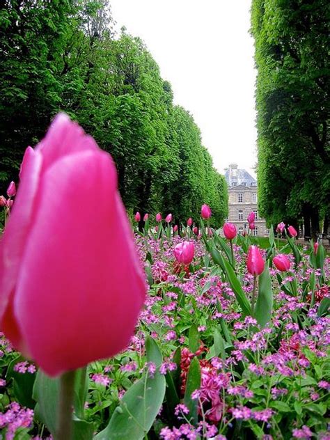 Luxembourg garden, Paris | Luxembourg gardens, Beautiful gardens ...