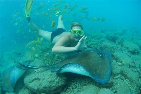 Curacao Sea Aquarium Stingray Snorkel, Shark Feeding 2022 - Viator