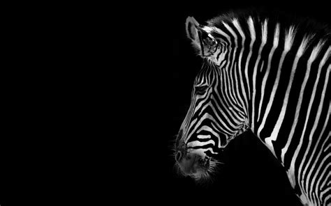 Zebra Tapeta HD | Tło | 2560x1600