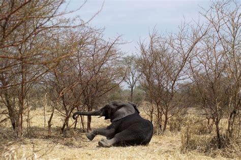 Africa: Saving Chad's Elephants From The Illegal Ivory Trade | TIME.com