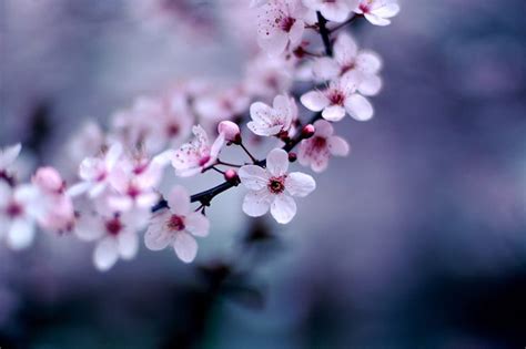 Spring Photography: Ideas, Tips, and Example Photographs