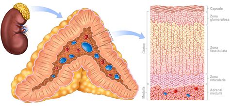 Adrenal Gland Layers Histology
