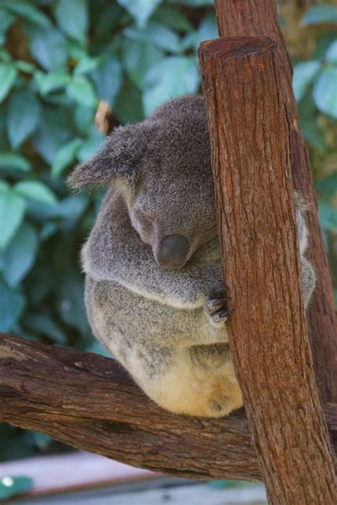 Sleeping Koala Bear [4000 × 6000] : r/aww