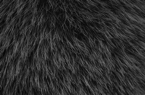 Black fur texture close up photo. Fur background. Grey fur. 15589892 Stock Photo at Vecteezy