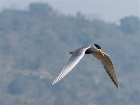 Black-bellied Tern | Bubo Birding