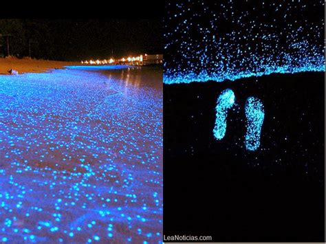 bioluminescent plankton - Google Search Bioluminescent Plankton, Water ...